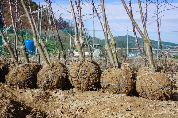 Güney Kore'de bitki fidesi nakli için hazırlık