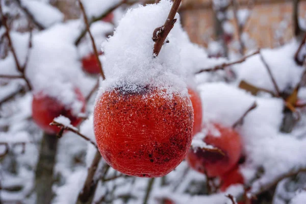 Persimmon Ramo Neve — Fotografia de Stock