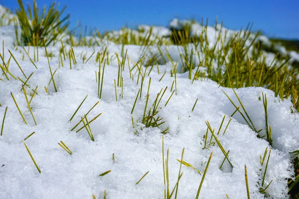Neve Nos Ramos Planta Abeto — Fotografia de Stock