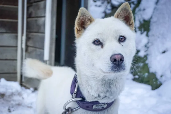 雪の上の白い犬 — ストック写真