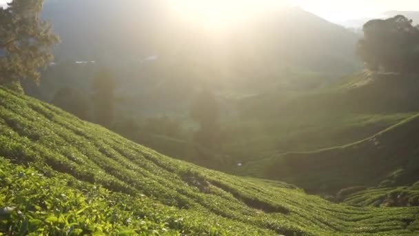 Zonsopgang Theeplantages — Stockvideo