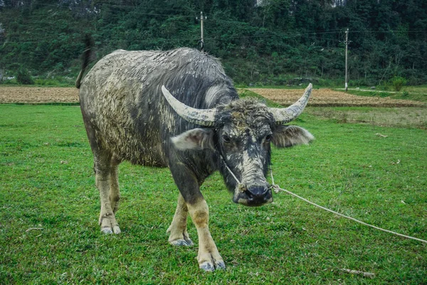 Dirty buffalo in a green meadow. Vietnam