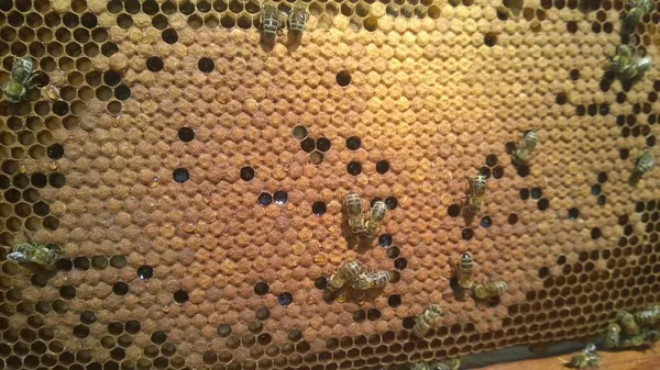Uszczelnione Plastrów Miodu Bee Brood — Zdjęcie stockowe