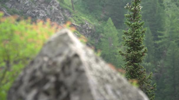 在雪松森林和山脉的背景下孤独的岩石 不集中注意力 — 图库视频影像