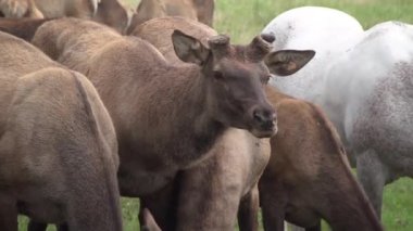 Kızıl geyik (altay marals) sürüsü besleme.