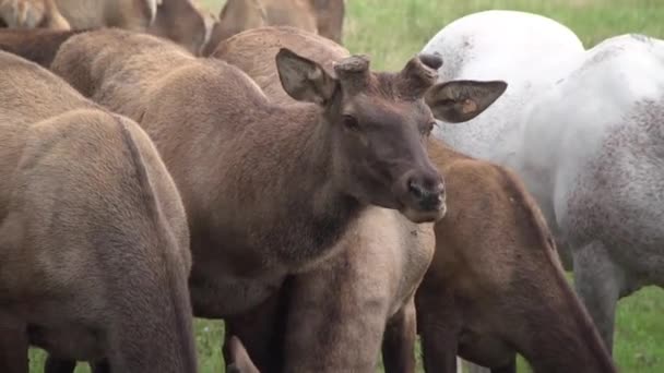 Eine Herde Rothirsche Altai Marale Beim Füttern — Stockvideo