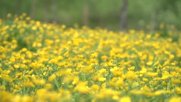 Verano Enorme Campo Hermosas Flores Amarillas Tiro Panorámico Clip De Vídeo