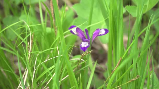 Hermosa Flor Púrpura Hierba Verde Fuera Foco Tiro Panorámico — Vídeo de stock