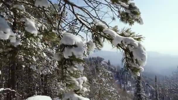 雪に覆われた谷 山からの眺め 杉の枝を雪に覆われたパノラマ撮影 ストック映像