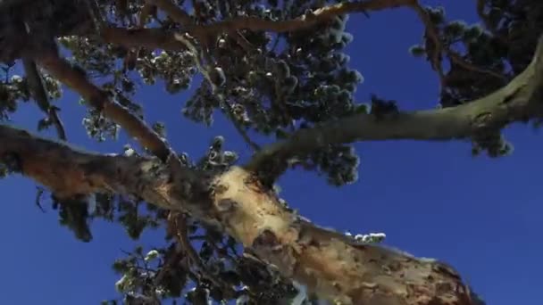 Winter Snow Covered Branches Cedars Panoramic Shooting Cloudless Blue Sky — Stock Video