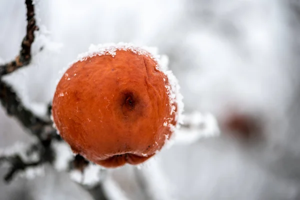 Frozen apple covered with snow on a branch in the winter garden.