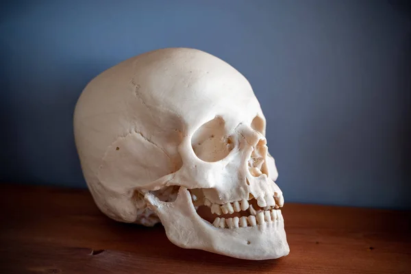 Real human skull on the table.