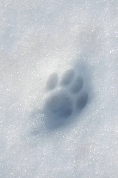 Animals in the winter. Cat trail in the snow