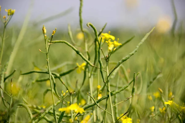 Summer yellow raps field. Colza is ripening Colza has been cultivated in Europe as an ingredient for biodiesel fuels. Colza oil or Rapeseed oil