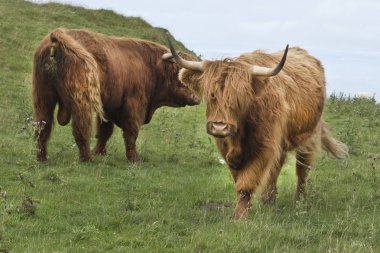 İskoç inek Highlands uzun boynuzlu, uzun saçlı. inek poopin