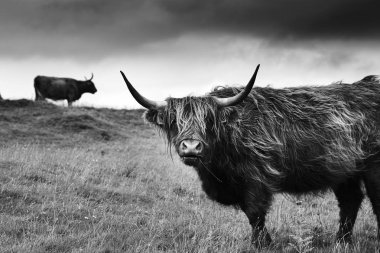 Bulutlu bir günde beyaz ve siyah doğal scape kıllı İskoç highlander