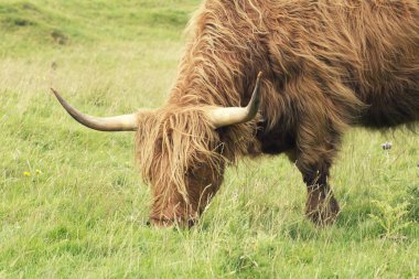 otların dike üzerinde İskoç Highlander