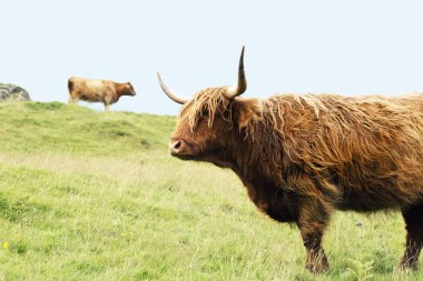 otların dike üzerinde İskoç Highlander
