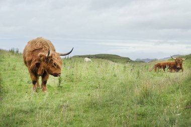 otların dike üzerinde İskoç Highlander