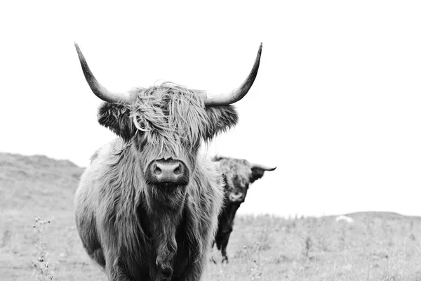 Uzun boynuzlu, uzun saçlı Highlands İskoç inek.