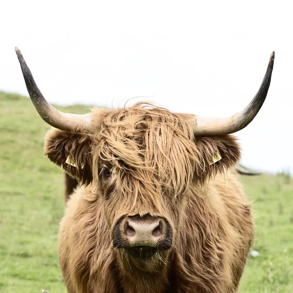 Hochlandrinder Nahaufnahme Blick Die Kamera — Stockfoto