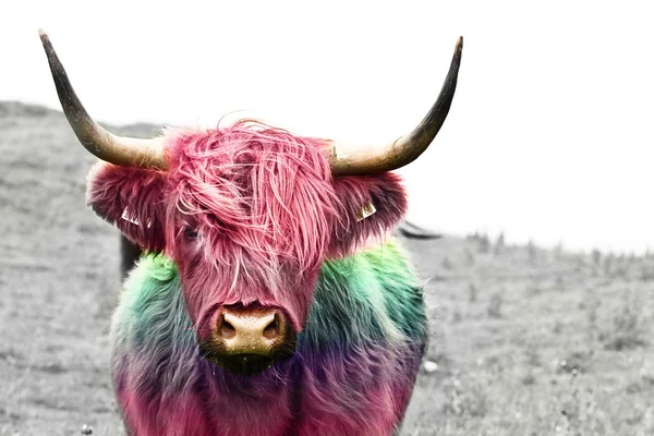 yayla sığır closeup yaratıcı renkleri