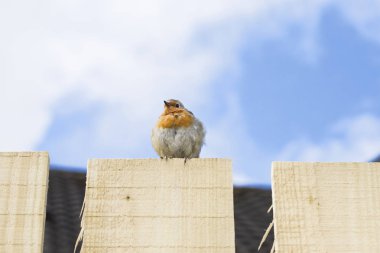 Robin kırmızı meme 