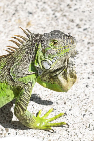 Fechar Foto Uma Iguana Verde Centro Americana — Fotografia de Stock