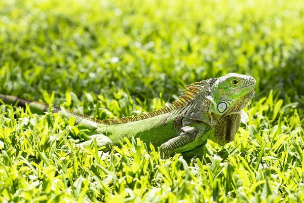 Fechar Foto Uma Iguana Verde Centro Americana — Fotografia de Stock