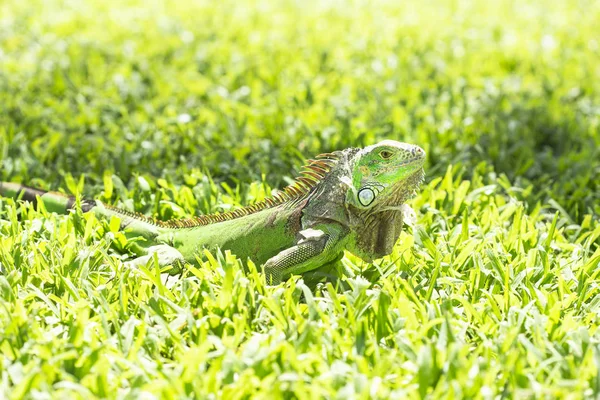 Fechar Foto Uma Iguana Verde Centro Americana — Fotografia de Stock