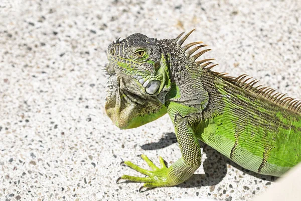 Fechar Foto Uma Iguana Verde Centro Americana — Fotografia de Stock