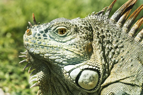 Fechar Foto Uma Cara Iguana Verde Centro Americana — Fotografia de Stock