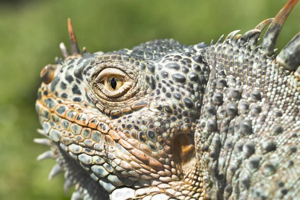 Fechar Foto Uma Cara Iguana Verde Centro Americana — Fotografia de Stock