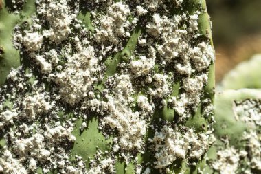 Ölüm döşeğindeki Prickly kaktüslerine (ayrıca Kaktüs Armudu, Nopal, higuera, palera, ton balığı, chumbera olarak da bilinir) yakın plan, doğal boya karmininin türetildiği Dactylopius kokusudur..