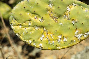 Ölüm döşeğindeki Prickly kaktüslerine (ayrıca Kaktüs Armudu, Nopal, higuera, palera, ton balığı, chumbera olarak da bilinir) yakın plan, doğal boya karmininin türetildiği Dactylopius kokusudur..
