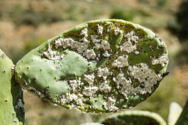 Ölüm döşeğindeki Prickly kaktüslerine (ayrıca Kaktüs Armudu, Nopal, higuera, palera, ton balığı, chumbera olarak da bilinir) yakın plan, doğal boya karmininin türetildiği Dactylopius kokusudur..