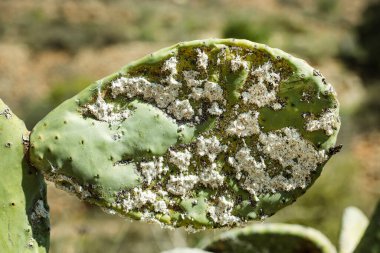 Closeup on dying Prickly cactus  (also named Cactus Pear, Nopal, higuera, palera, tuna, chumbera) infested with cochineal scale insects, Dactylopius coccus from which the natural dye carmine is derived. clipart