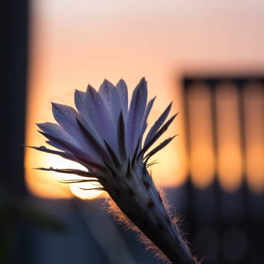 Pembe kaktüs çiçeği ve güzel altın gökyüzü