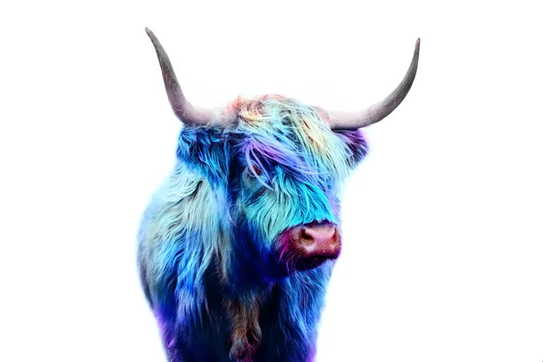 Шотландская Корова Красочные Волосы Синий Панк Концепции Стоковое Фото