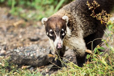 Meksika 'da vahşi bebek beyaz gürültü koati portresi