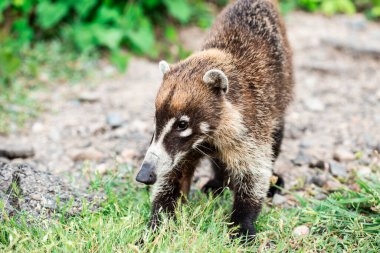 Meksika 'da vahşi bebek beyaz gürültü koati portresi