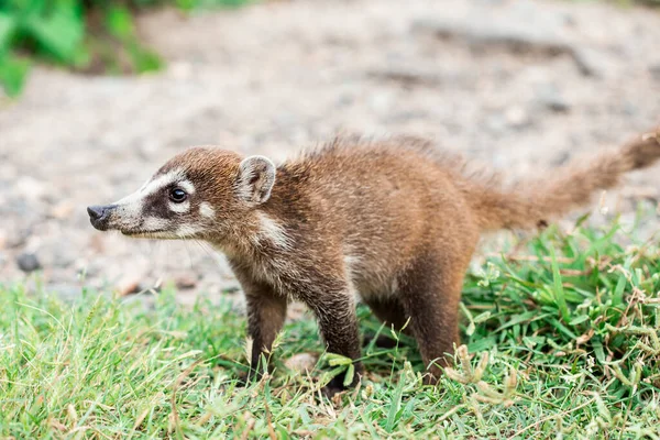 Solo Retrato Bebé Salvaje Blanco Ruido Coati México — Foto de Stock