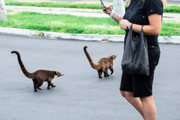 GROUP OF WILD  WHITE-NOISE COATI IN MEXICO AND TOURIST