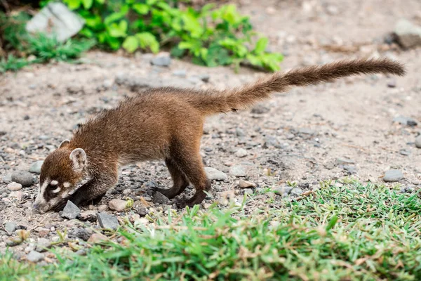 Solo Retrato Bebé Salvaje Blanco Ruido Coati México — Foto de Stock