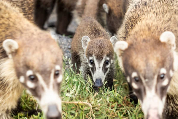 GROUP OF WILD  WHITE-NOISE COATI IN MEXICO, SELECTIVE FOCUS IN BABY