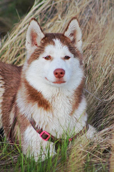 Portret Czerwony Husky Wysokiej Trawie — Zdjęcie stockowe