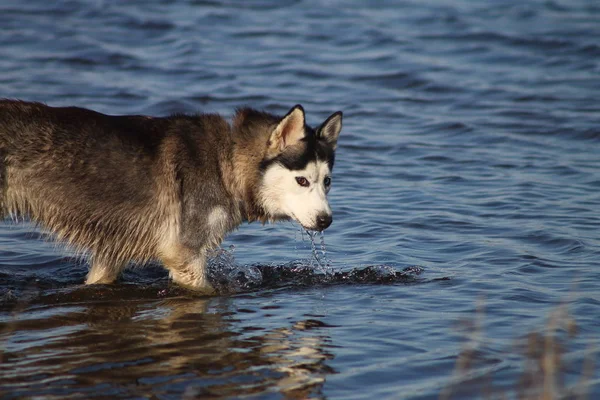 Husky Siberiano Con Diferentes Ojos Agua — Foto de Stock