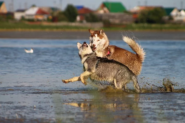 Due Husky Colore Rosso Grigio Giocano Nel Lago Tra Gli — Foto Stock