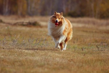 Doğa arka planda bir yolda kabarık kırmızı kömür ocağı