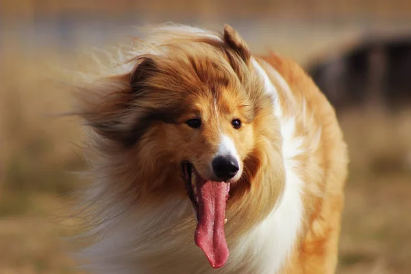 Very Fluffy Red Collie Portrait Nature Background — Stock Photo, Image